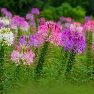 Color Fountain Cleome Seeds - Mixed Spider Flower Blooms - 20 Seeds - Image 5