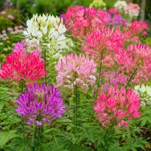Color Fountain Cleome Seeds - Mixed Spider Flower Blooms - 20 Seeds - Image 9
