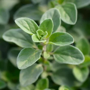 Common Italian Oregano Seeds - Origanum vulgare - 20 Seeds - Culinary Herb - Image 10