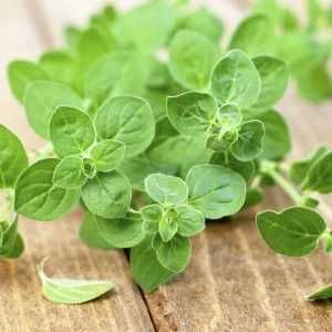 Common Italian Oregano Seeds - Origanum vulgare - 20 Seeds - Culinary Herb - Image 2