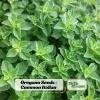 Common Italian Oregano Seeds - Origanum vulgare - 20 Seeds - Culinary Herb - Image 1