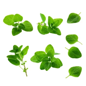 Common Italian Oregano Seeds - Origanum vulgare - 20 Seeds - Culinary Herb - Image 3