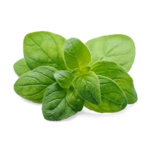 Common Italian Oregano Seeds - Origanum vulgare - 20 Seeds - Culinary Herb - Image 4