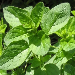 Common Italian Oregano Seeds - Origanum vulgare - 20 Seeds - Culinary Herb - Image 5