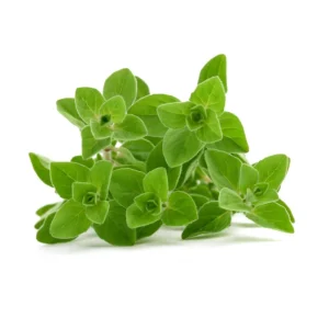 Common Italian Oregano Seeds - Origanum vulgare - 20 Seeds - Culinary Herb - Image 6
