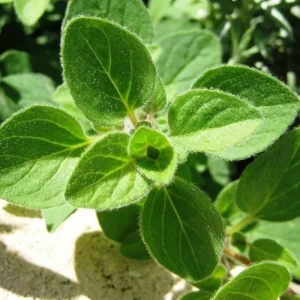Common Italian Oregano Seeds - Origanum vulgare - 20 Seeds - Culinary Herb - Image 7