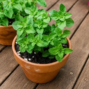 Common Italian Oregano Seeds - Origanum vulgare - 20 Seeds - Culinary Herb - Image 8