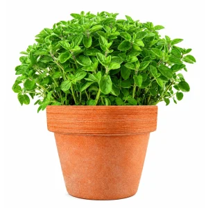 Common Italian Oregano Seeds - Origanum vulgare - 20 Seeds - Culinary Herb - Image 9