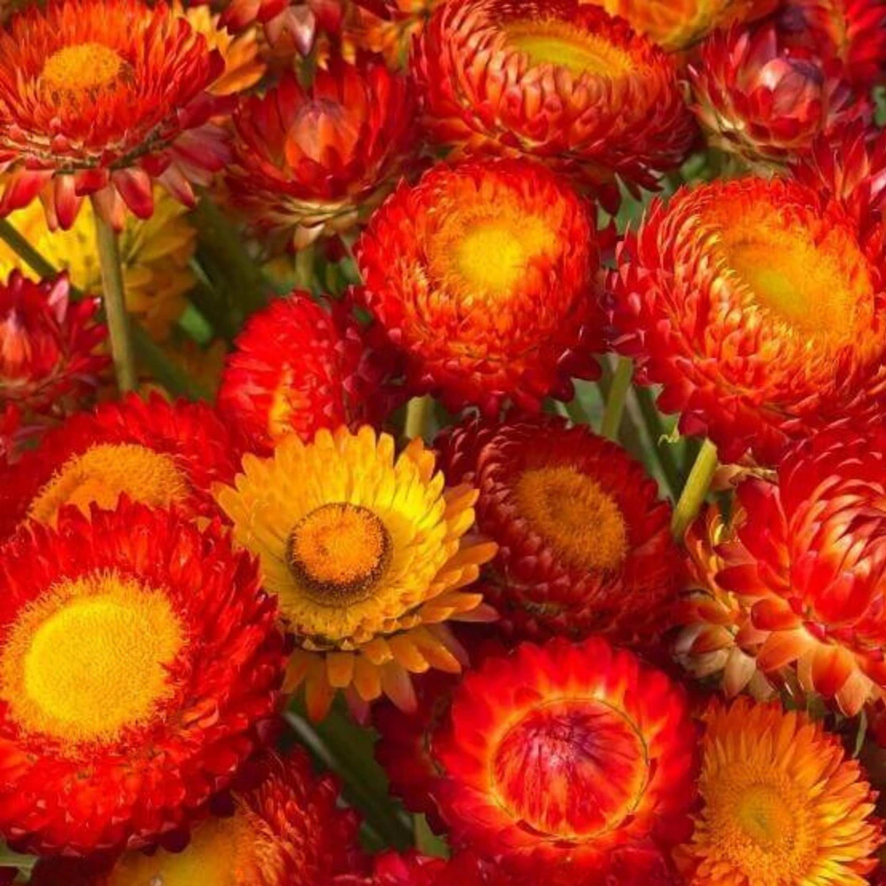 Copper Red Strawflower Seeds - 100 Seeds, Everlasting Blooms for Gardens & Arrangements - Image 10