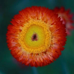 Copper Red Strawflower Seeds - 100 Seeds, Everlasting Blooms for Gardens & Arrangements - Image 11
