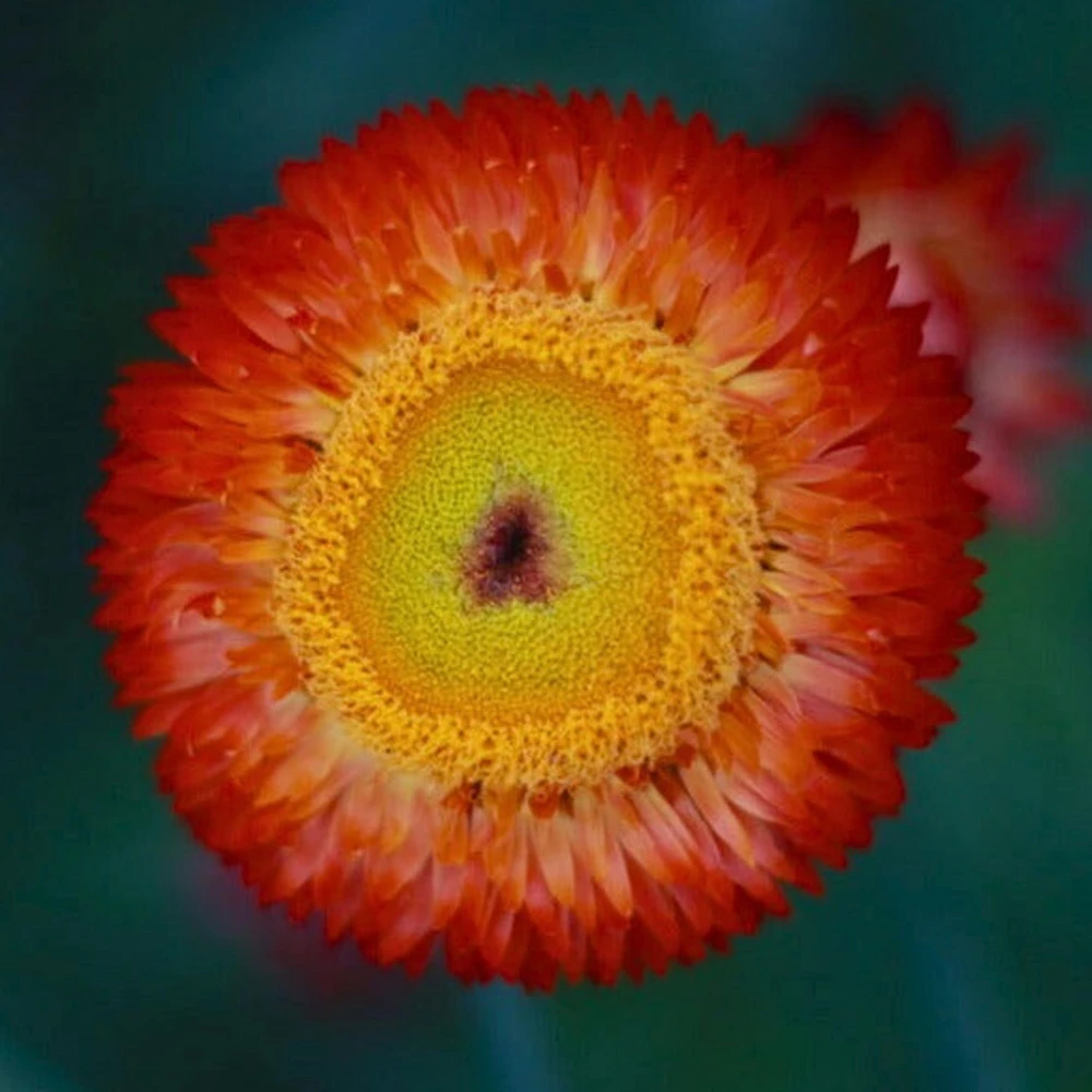 Copper Red Strawflower Seeds - 100 Seeds, Everlasting Blooms for Gardens & Arrangements - Image 11