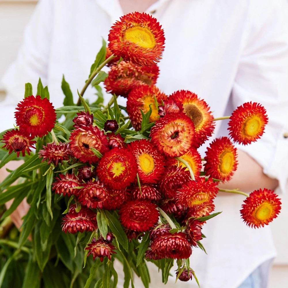 Copper Red Strawflower Seeds - 100 Seeds, Everlasting Blooms for Gardens & Arrangements - Image 12