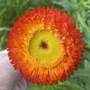 Copper Red Strawflower Seeds - 100 Seeds, Everlasting Blooms for Gardens & Arrangements - Image 13