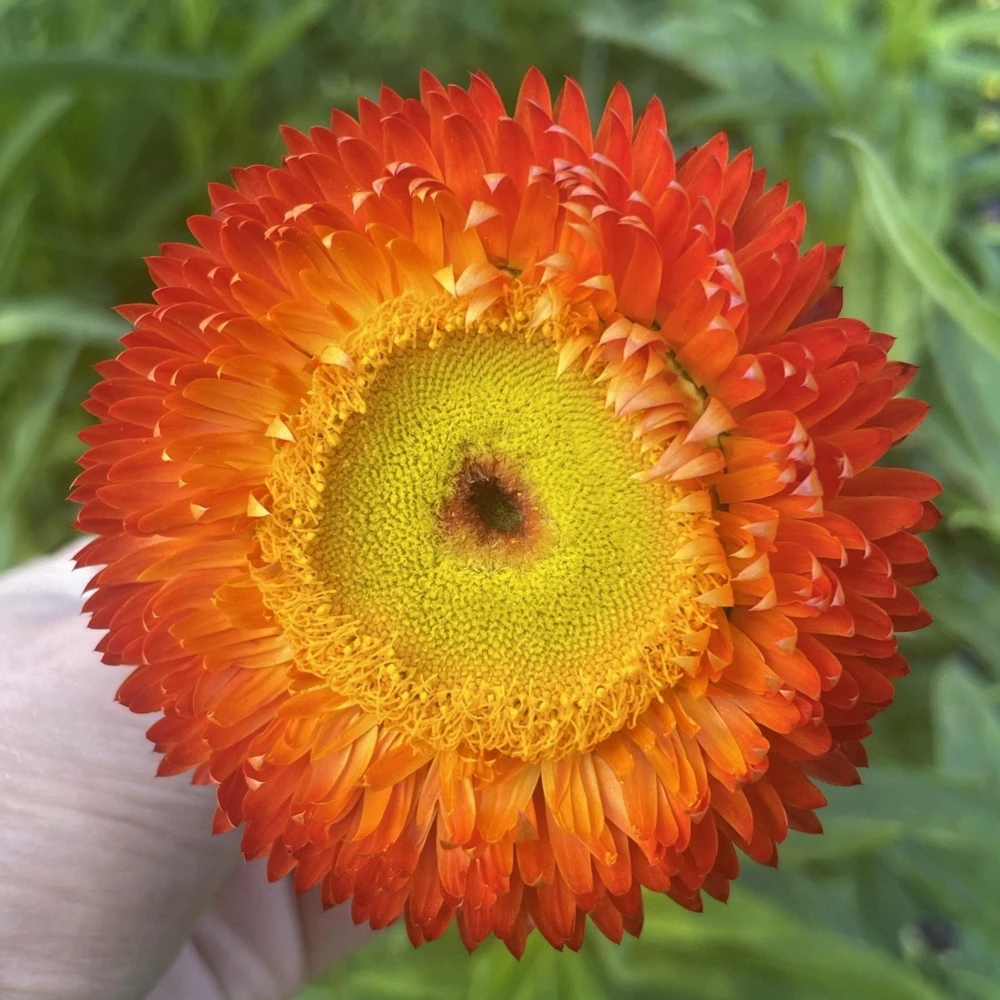 Copper Red Strawflower Seeds - 100 Seeds, Everlasting Blooms for Gardens & Arrangements - Image 13