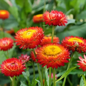 Copper Red Strawflower Seeds - 100 Seeds, Everlasting Blooms for Gardens & Arrangements - Image 14