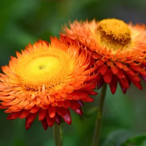 Copper Red Strawflower Seeds - 100 Seeds, Everlasting Blooms for Gardens & Arrangements - Image 15