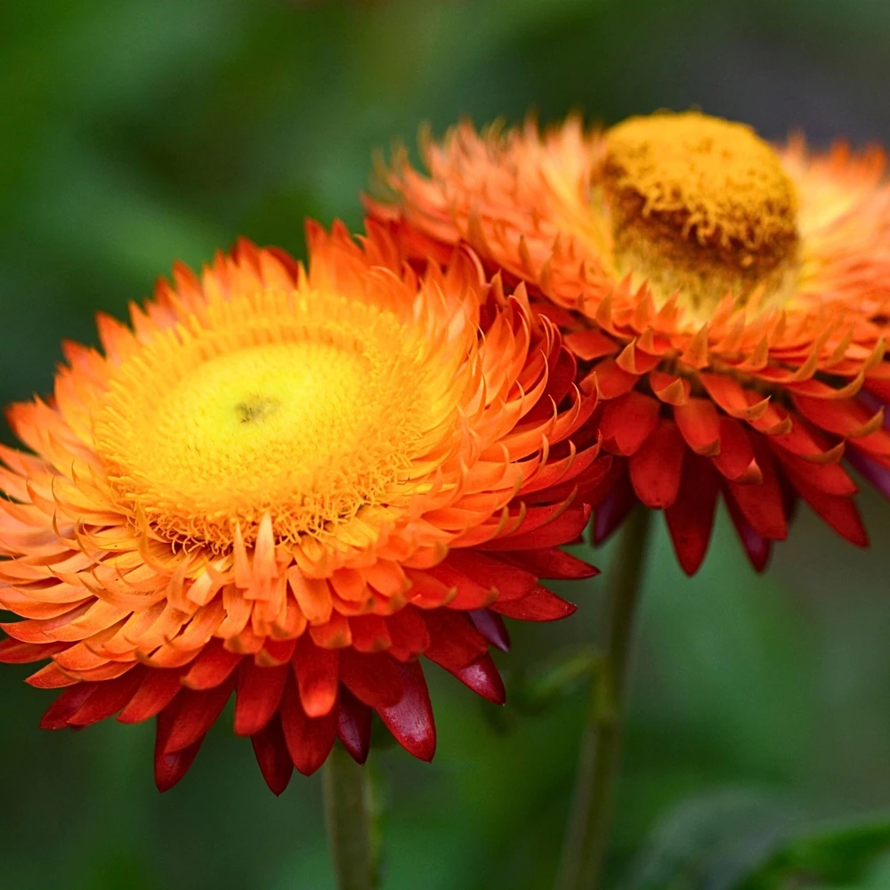 Copper Red Strawflower Seeds - 100 Seeds, Everlasting Blooms for Gardens & Arrangements - Image 15