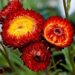 Copper Red Strawflower Seeds - 100 Seeds, Everlasting Blooms for Gardens & Arrangements - Image 2