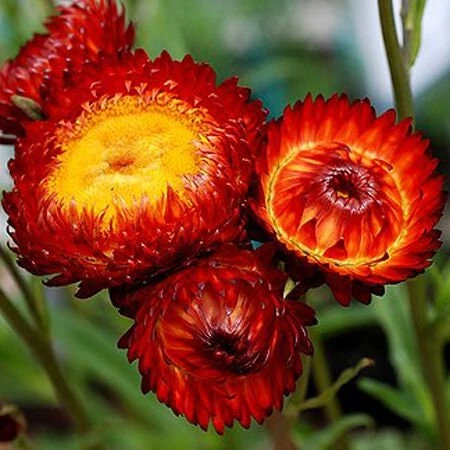 Copper Red Strawflower Seeds - 100 Seeds, Everlasting Blooms for Gardens & Arrangements - Image 2