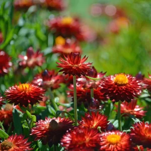 Copper Red Strawflower Seeds - 100 Seeds, Everlasting Blooms for Gardens & Arrangements - Image 3