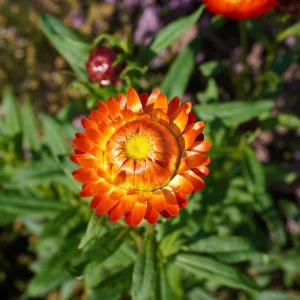 Copper Red Strawflower Seeds - 100 Seeds, Everlasting Blooms for Gardens & Arrangements - Image 4