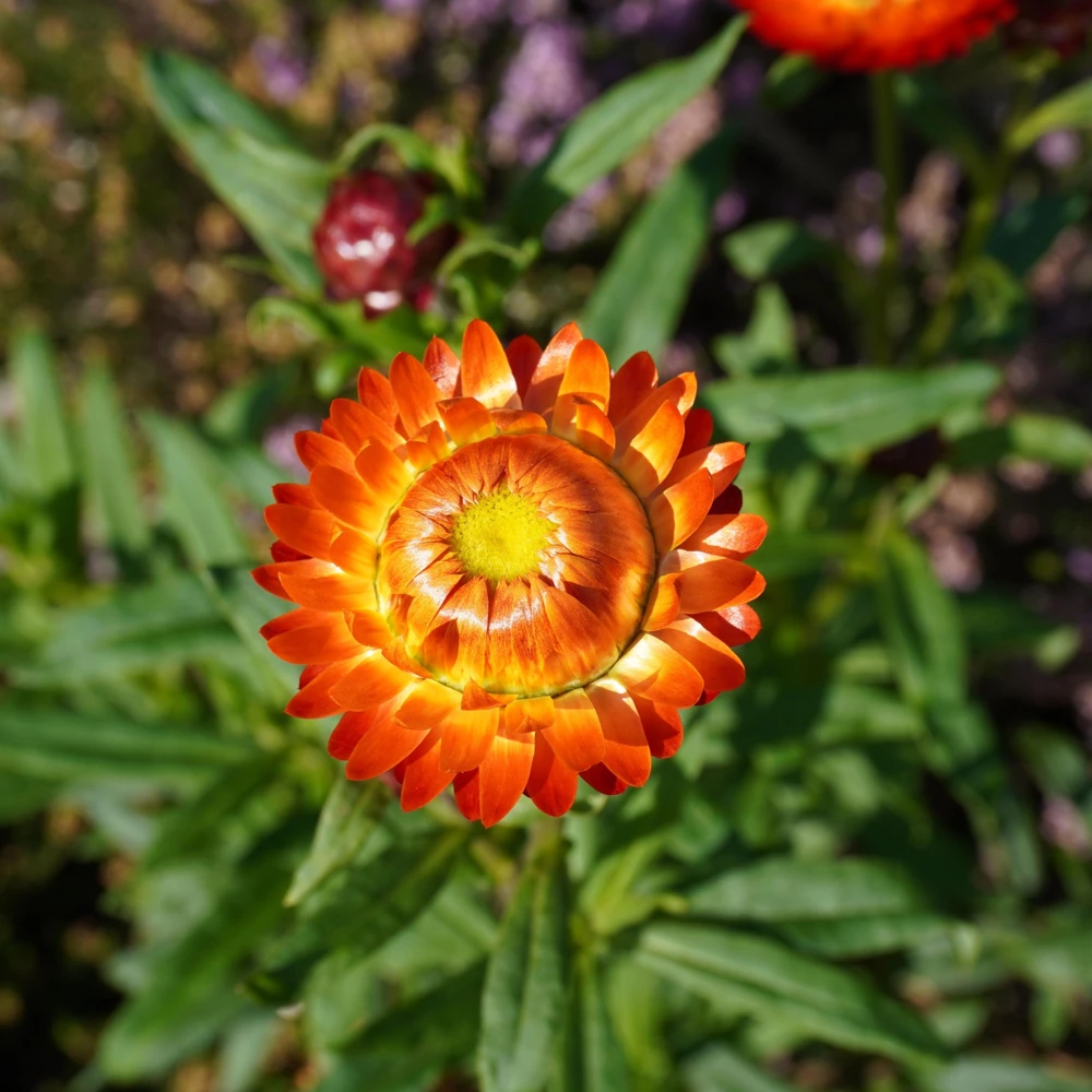 Copper Red Strawflower Seeds - 100 Seeds, Everlasting Blooms for Gardens & Arrangements - Image 4