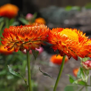 Copper Red Strawflower Seeds - 100 Seeds, Everlasting Blooms for Gardens & Arrangements - Image 5
