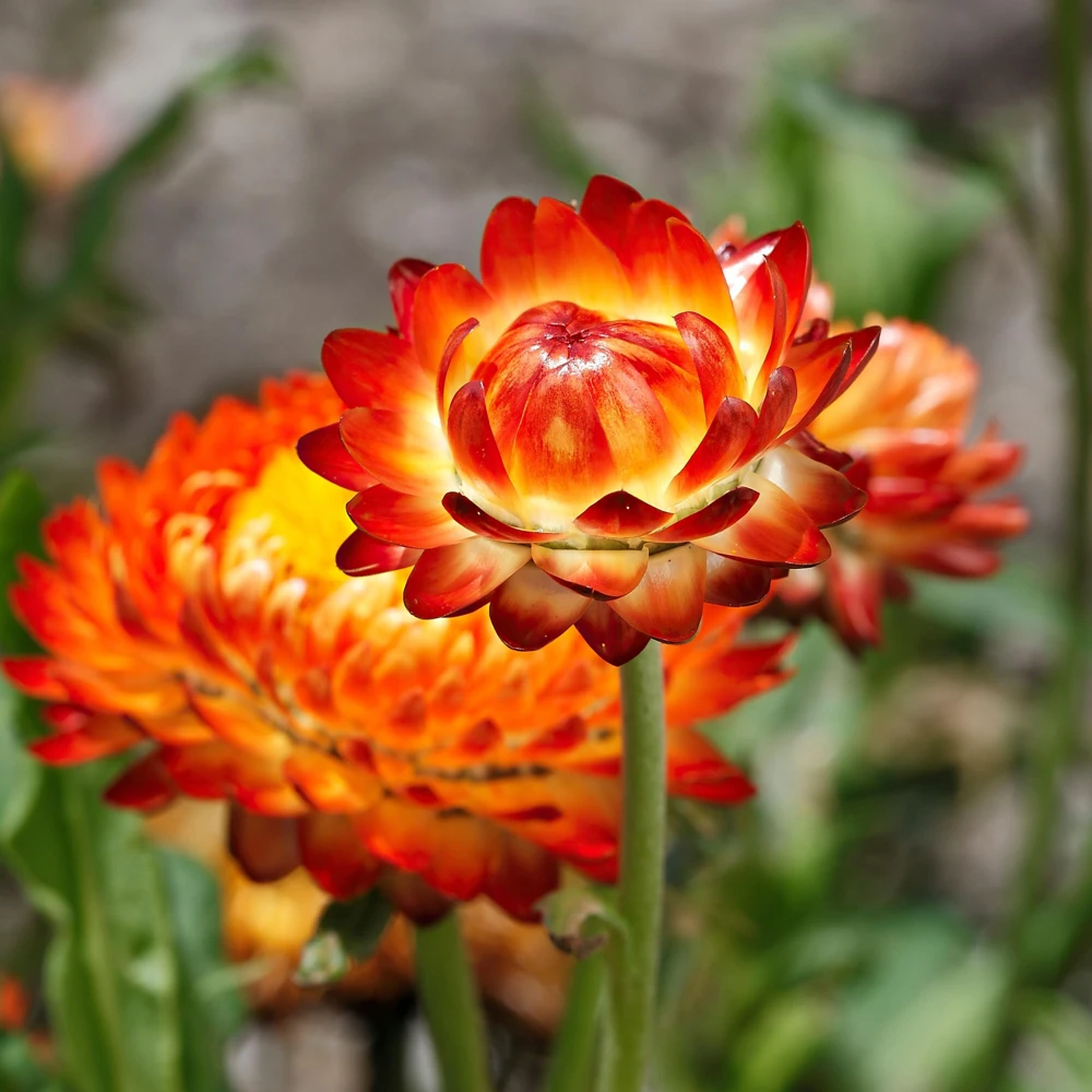 Copper Red Strawflower Seeds - 100 Seeds, Everlasting Blooms for Gardens & Arrangements - Image 6
