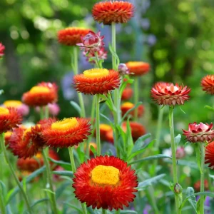 Copper Red Strawflower Seeds - 100 Seeds, Everlasting Blooms for Gardens & Arrangements - Image 7