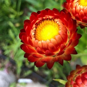 Copper Red Strawflower Seeds - 100 Seeds, Everlasting Blooms for Gardens & Arrangements - Image 8