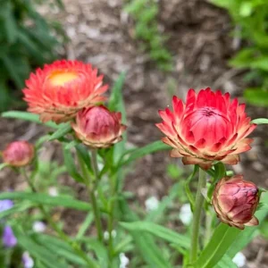 Copper Red Strawflower Seeds - 100 Seeds, Everlasting Blooms for Gardens & Arrangements - Image 9
