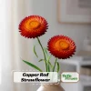 Copper Red Strawflower Seeds - 100 Seeds, Everlasting Blooms for Gardens & Arrangements - Image 1