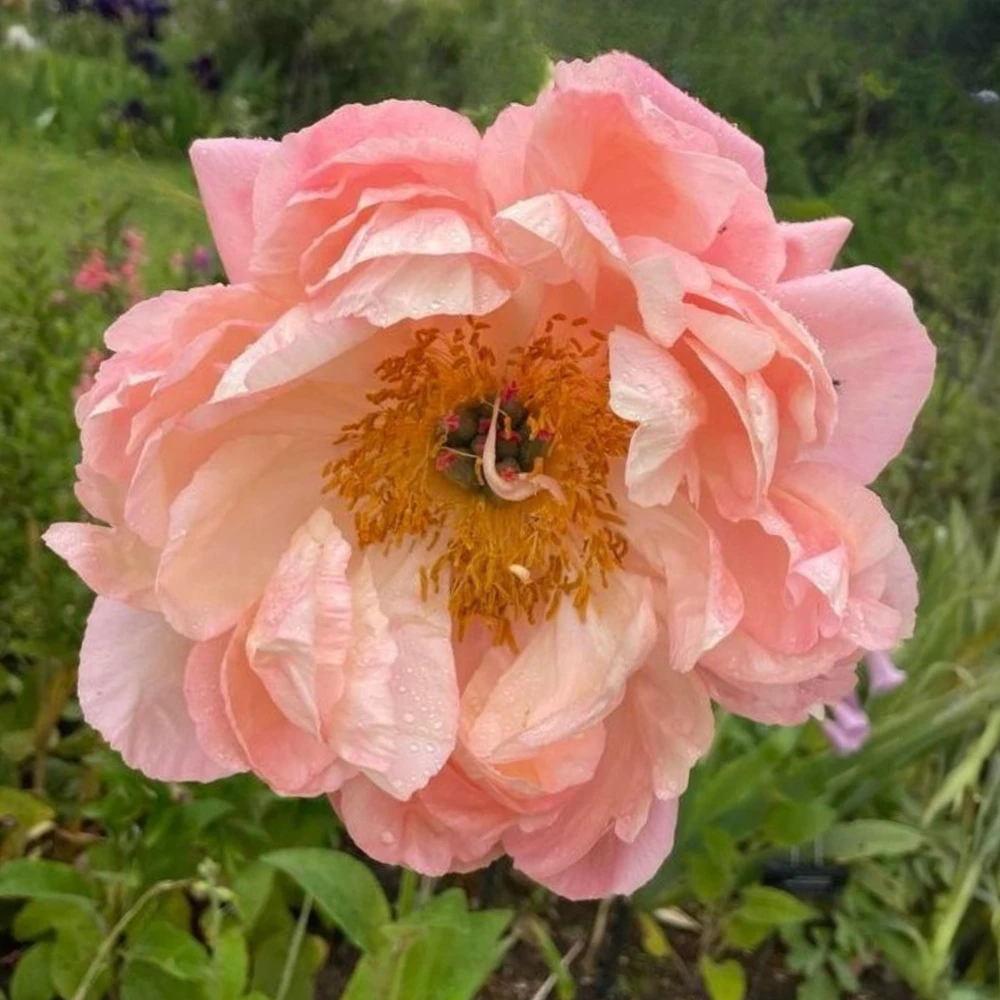 Coral Charm Peony Seeds - Perennial Paeonia Flower Seeds - 10 Count - Image 10