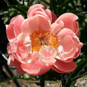 Coral Charm Peony Seeds - Perennial Paeonia Flower Seeds - 10 Count - Image 11