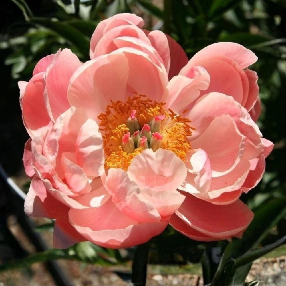 Coral Charm Peony Seeds - Perennial Paeonia Flower Seeds - 10 Count - Image 11