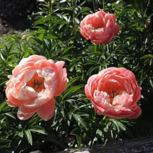 Coral Charm Peony Seeds - Perennial Paeonia Flower Seeds - 10 Count - Image 12