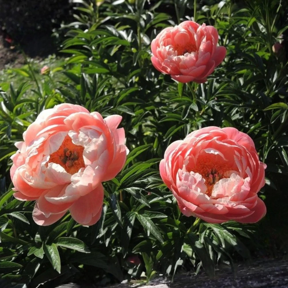 Coral Charm Peony Seeds - Perennial Paeonia Flower Seeds - 10 Count - Image 12
