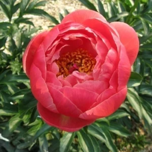Coral Charm Peony Seeds - Perennial Paeonia Flower Seeds - 10 Count - Image 13