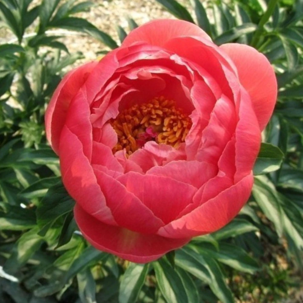 Coral Charm Peony Seeds - Perennial Paeonia Flower Seeds - 10 Count - Image 13