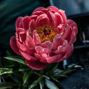 Coral Charm Peony Seeds - Perennial Paeonia Flower Seeds - 10 Count - Image 14