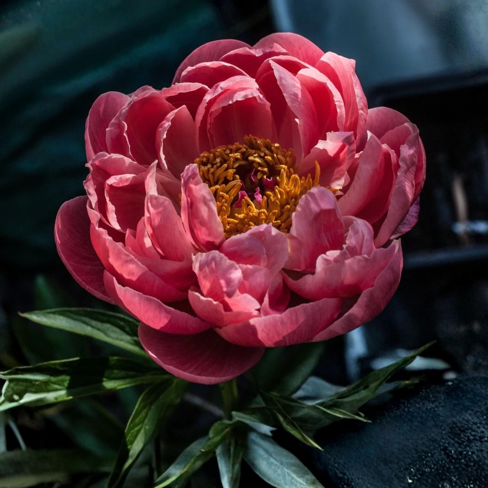 Coral Charm Peony Seeds - Perennial Paeonia Flower Seeds - 10 Count - Image 14
