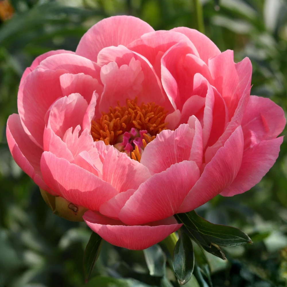 Coral Charm Peony Seeds - Perennial Paeonia Flower Seeds - 10 Count - Image 15