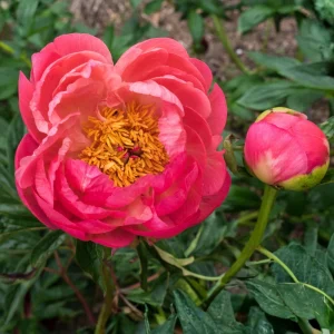 Coral Charm Peony Seeds - Perennial Paeonia Flower Seeds - 10 Count - Image 16