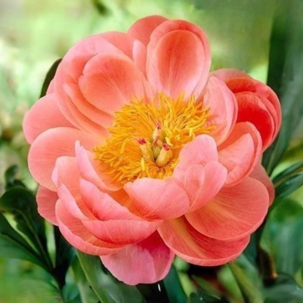 Coral Charm Peony Seeds - Perennial Paeonia Flower Seeds - 10 Count - Image 17