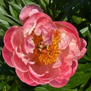 Coral Charm Peony Seeds - Perennial Paeonia Flower Seeds - 10 Count - Image 18