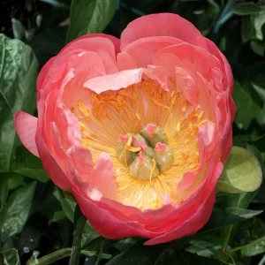 Coral Charm Peony Seeds - Perennial Paeonia Flower Seeds - 10 Count - Image 19
