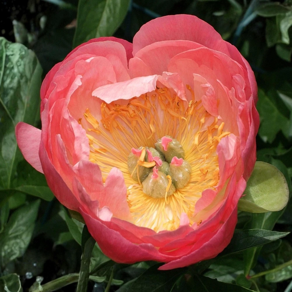 Coral Charm Peony Seeds - Perennial Paeonia Flower Seeds - 10 Count - Image 19