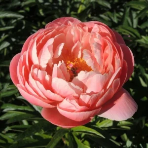 Coral Charm Peony Seeds - Perennial Paeonia Flower Seeds - 10 Count - Image 2