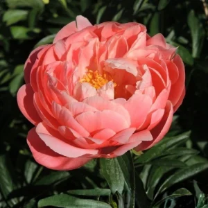 Coral Charm Peony Seeds - Perennial Paeonia Flower Seeds - 10 Count - Image 3