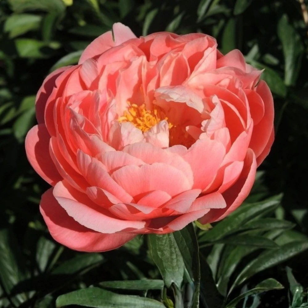 Coral Charm Peony Seeds - Perennial Paeonia Flower Seeds - 10 Count - Image 3